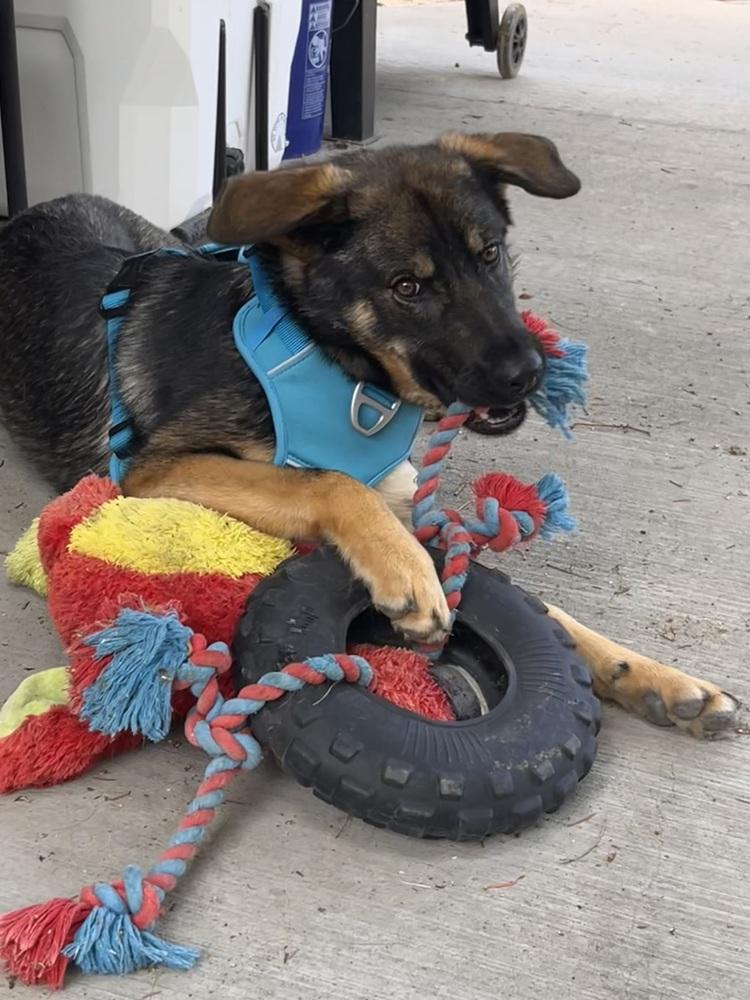 Asha, a Adoptable mixed breed in Sedalia, CO image 2/6