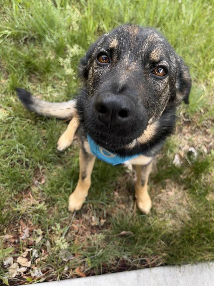 Asha, a Adoptable mixed breed in Sedalia, CO image 3/6