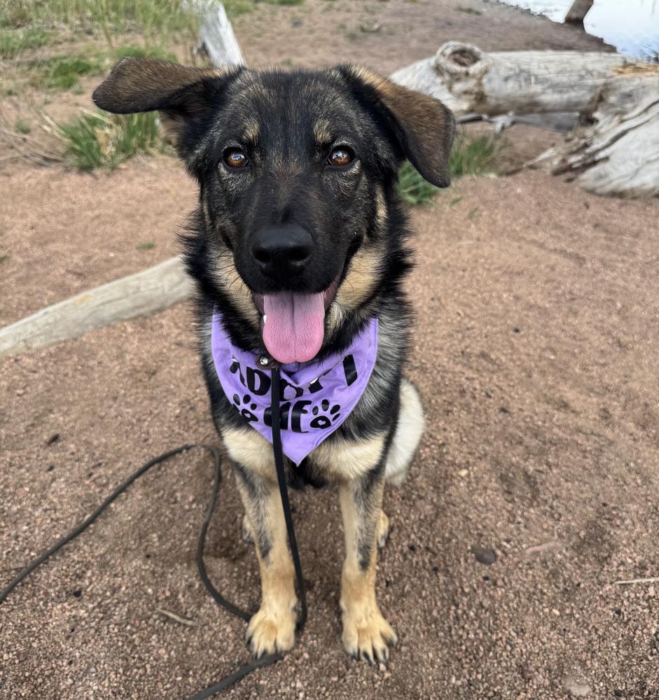 Enlarge Asha, a Adoptable mixed breed in Sedalia, CO image 3/4