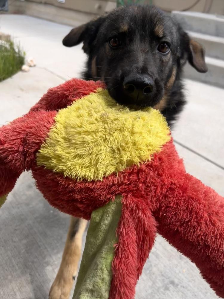 Asha, a Adoptable mixed breed in Sedalia, CO image 5/6