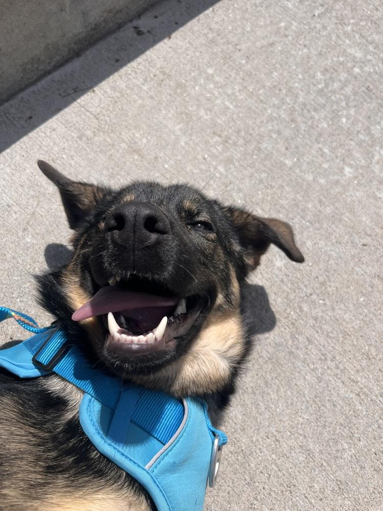 Asha, a Adoptable mixed breed in Sedalia, CO image 6/6