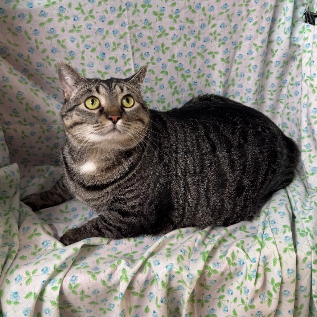 Enlarge Sushi Roll, a Adoptable mixed breed in Mount Vernon, IL image 1/6