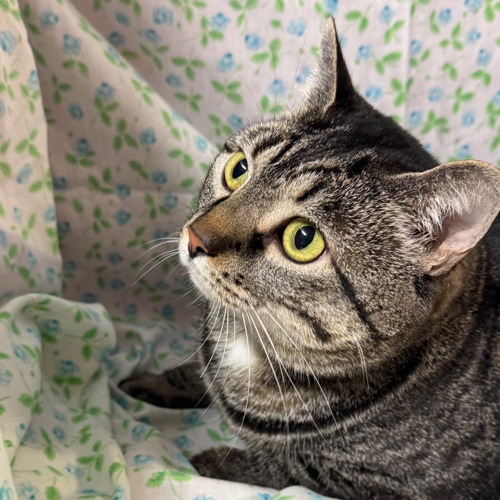 Enlarge Sushi Roll, a Adoptable mixed breed in Mount Vernon, IL image 2/6