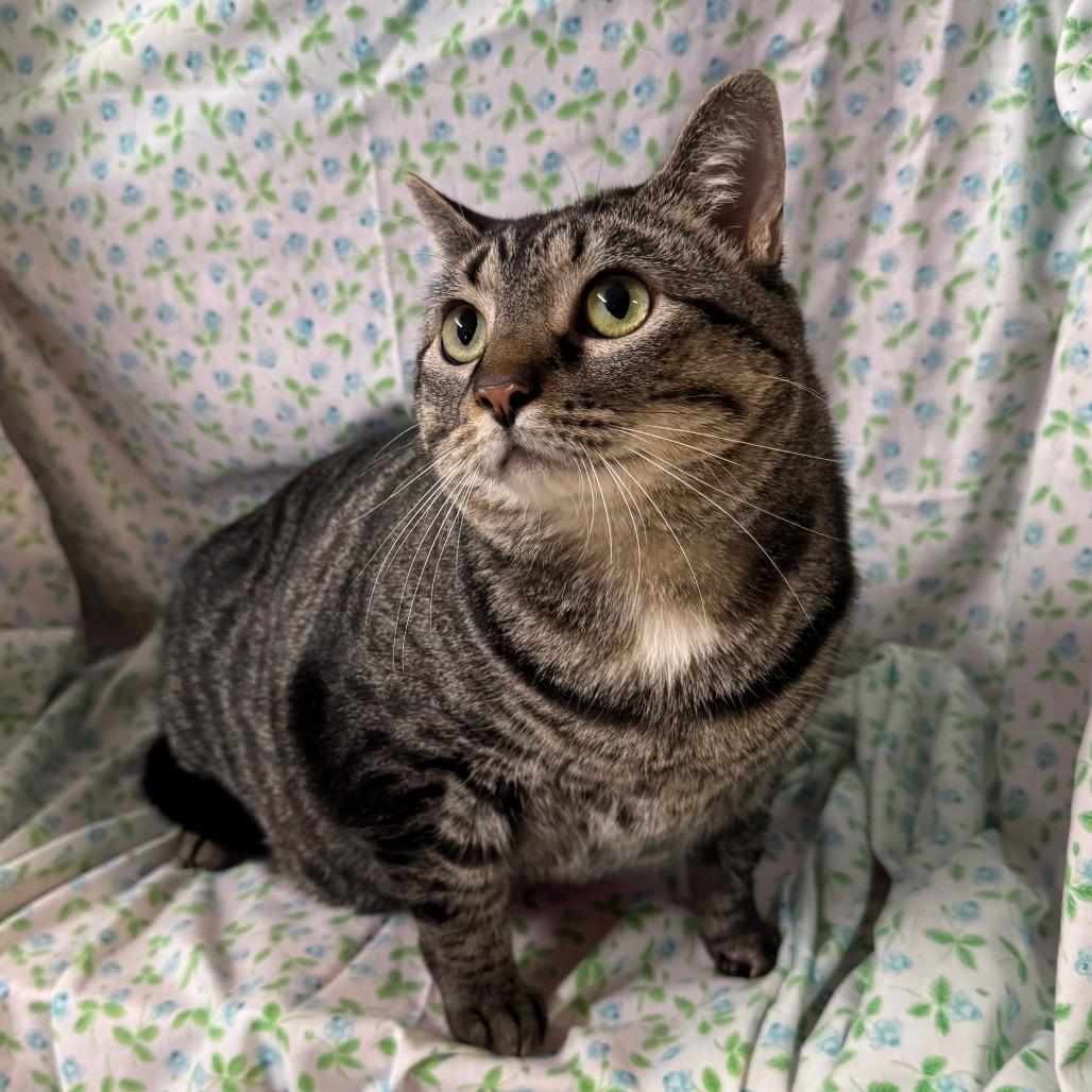 Enlarge Sushi Roll, a Adoptable mixed breed in Mount Vernon, IL image 3/6