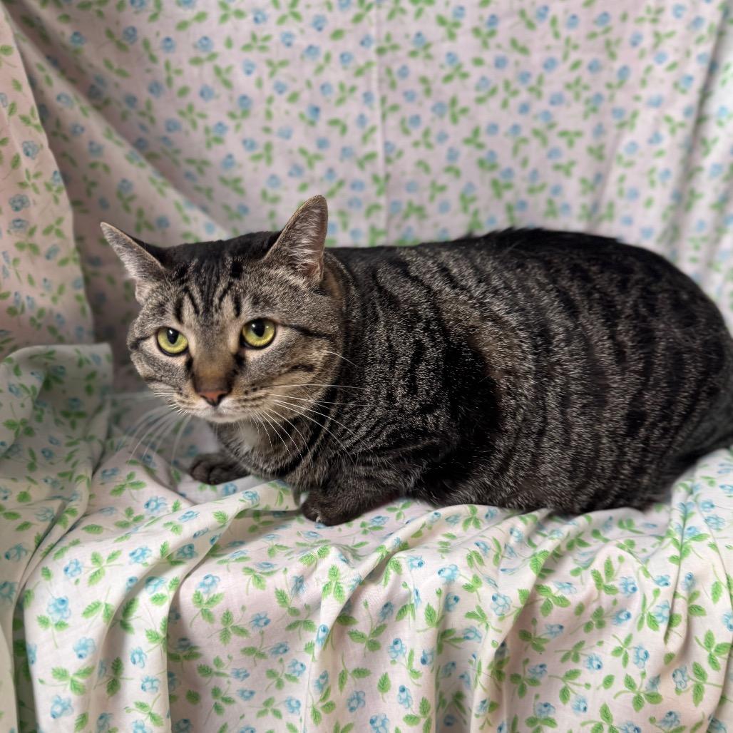 Enlarge Sushi Roll, a Adoptable mixed breed in Mount Vernon, IL image 4/6