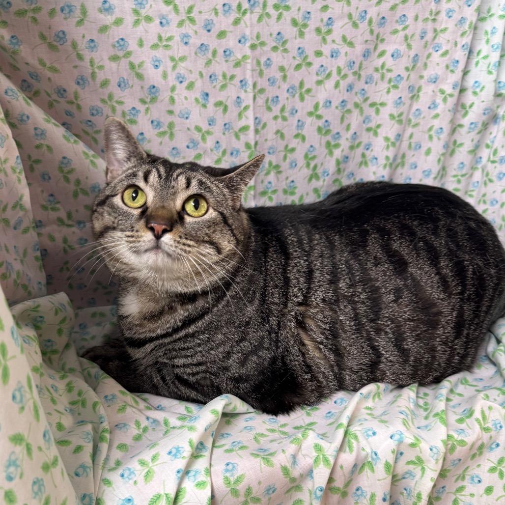 Enlarge Sushi Roll, a Adoptable mixed breed in Mount Vernon, IL image 5/6