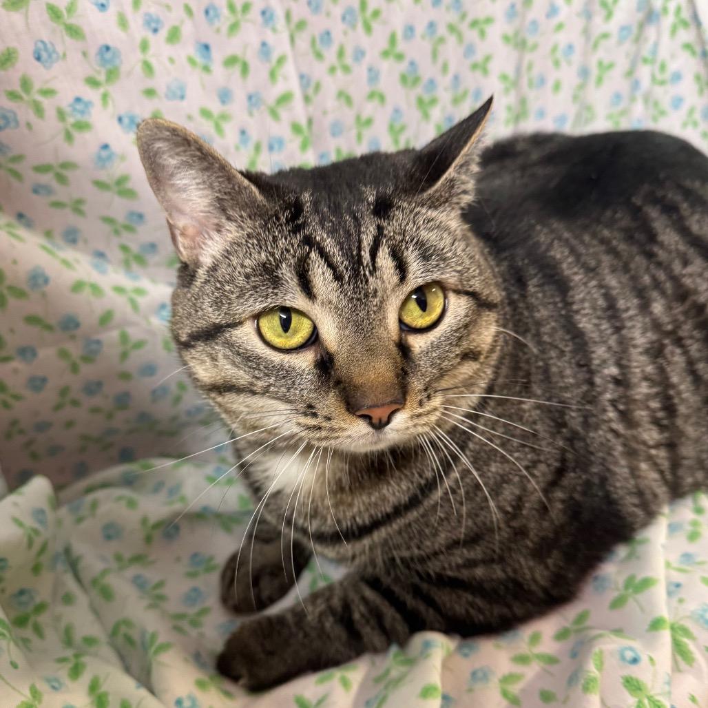 Enlarge Sushi Roll, a Adoptable mixed breed in Mount Vernon, IL image 6/6