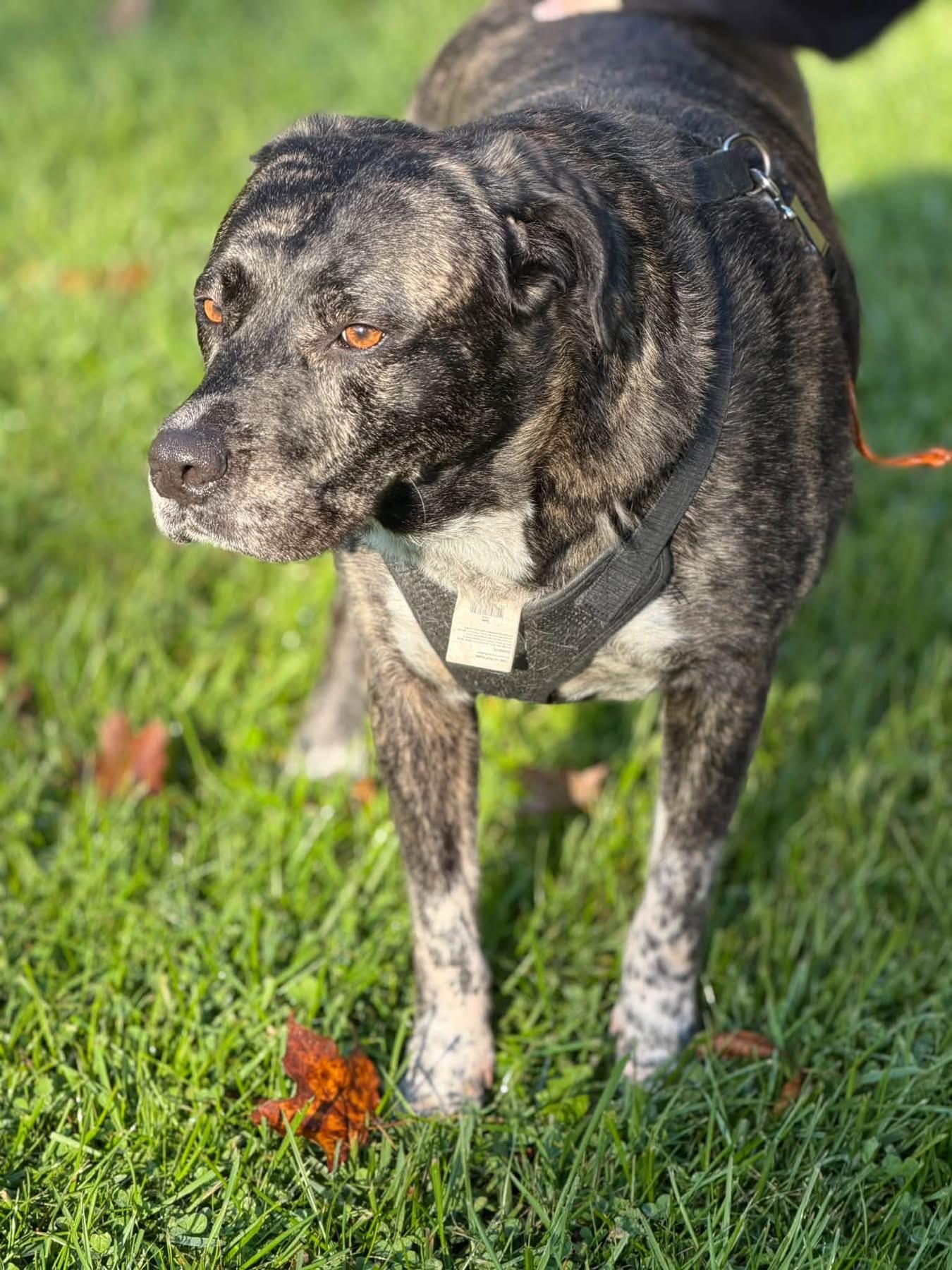 Enlarge Jewelz, a Adoptable mixed breed in Jamesville, NY image 4/4