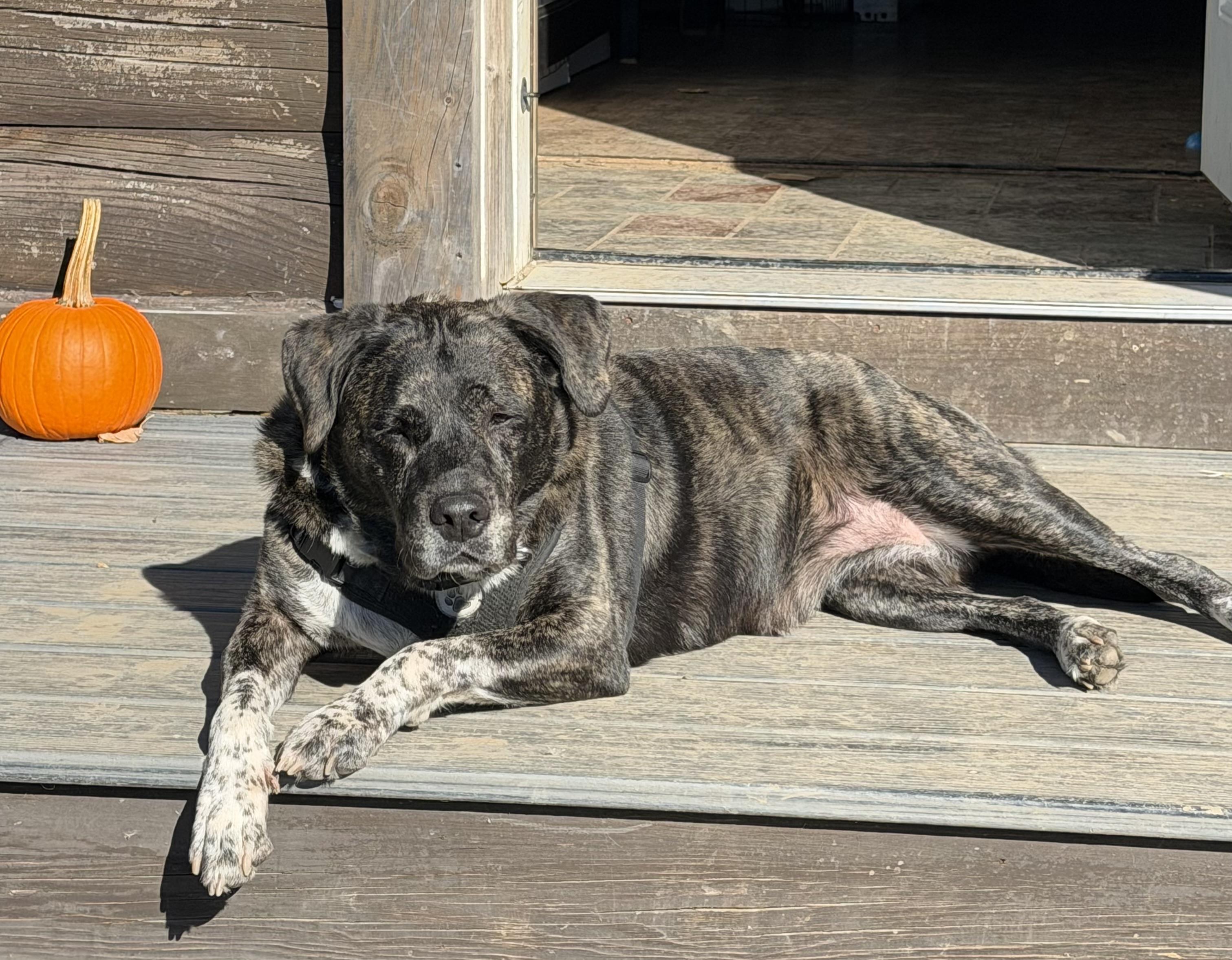 Enlarge Jewelz, a Adoptable mixed breed in Jamesville, NY image 2/4