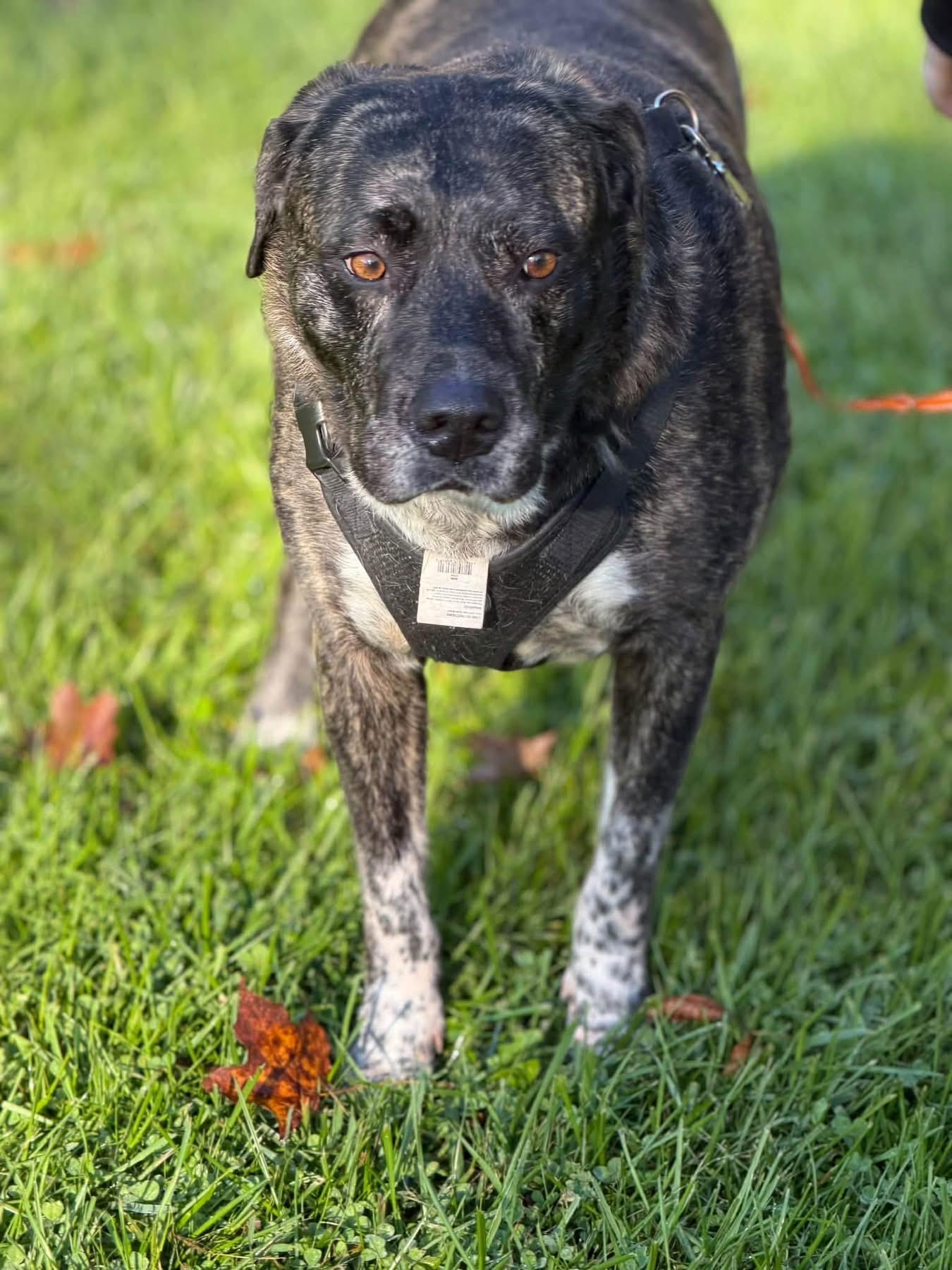 Enlarge Jewelz, a Adoptable mixed breed in Jamesville, NY image 3/4