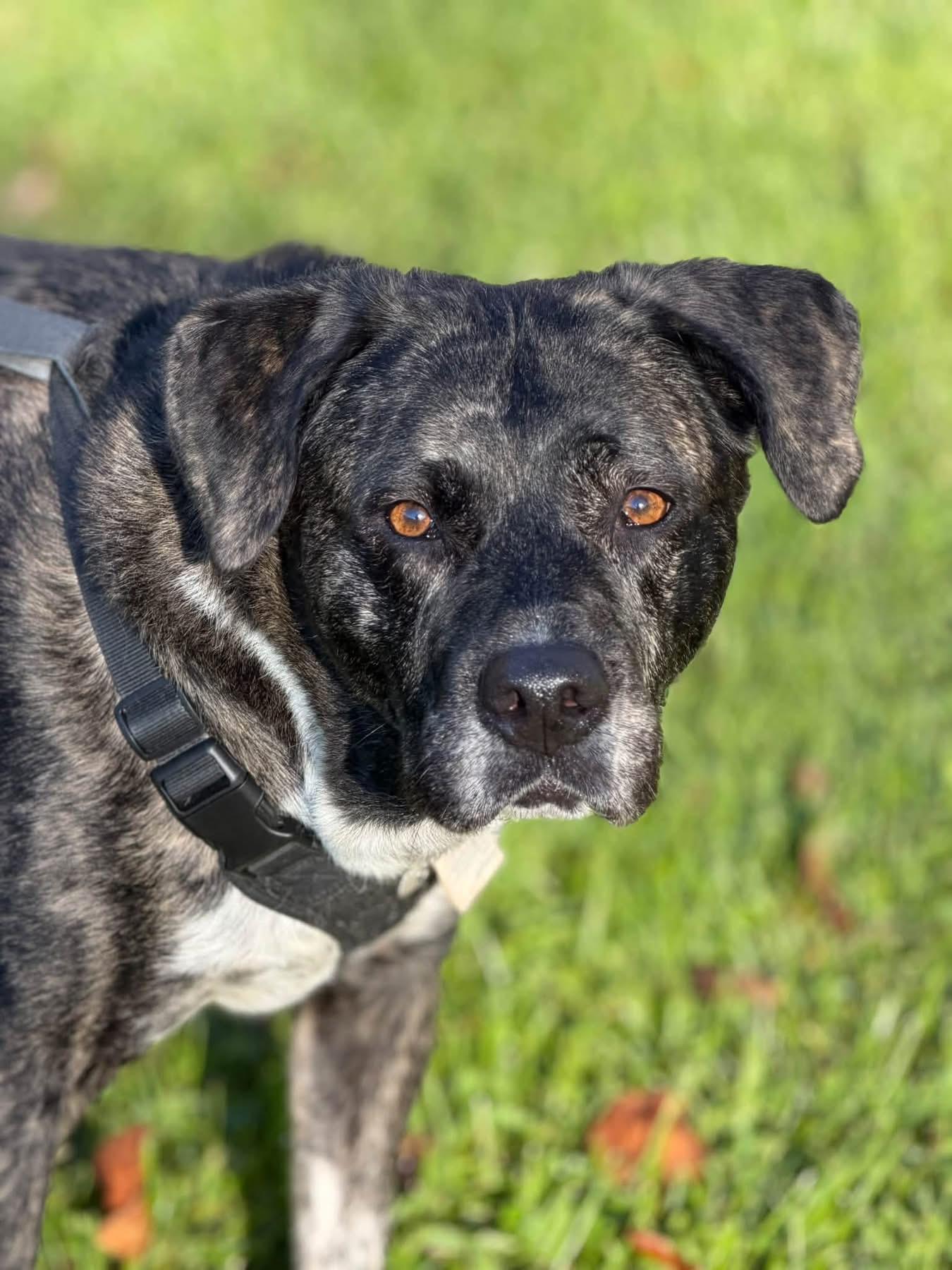 Jewelz, Adoptable, Adult Female Labrador Retriever.
