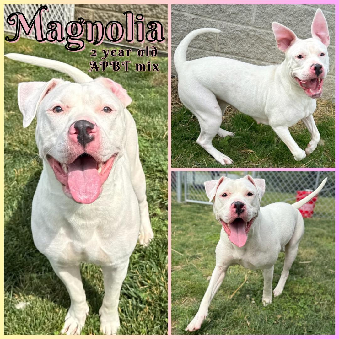 Magnolia