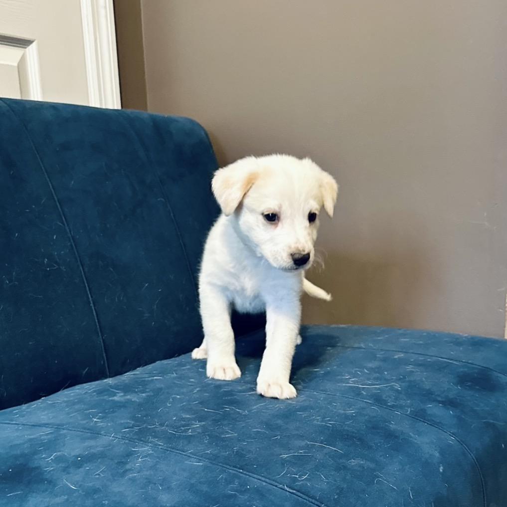 Snickerdoodle, a Adoptable mixed breed in St. Charles, MO image 1/6