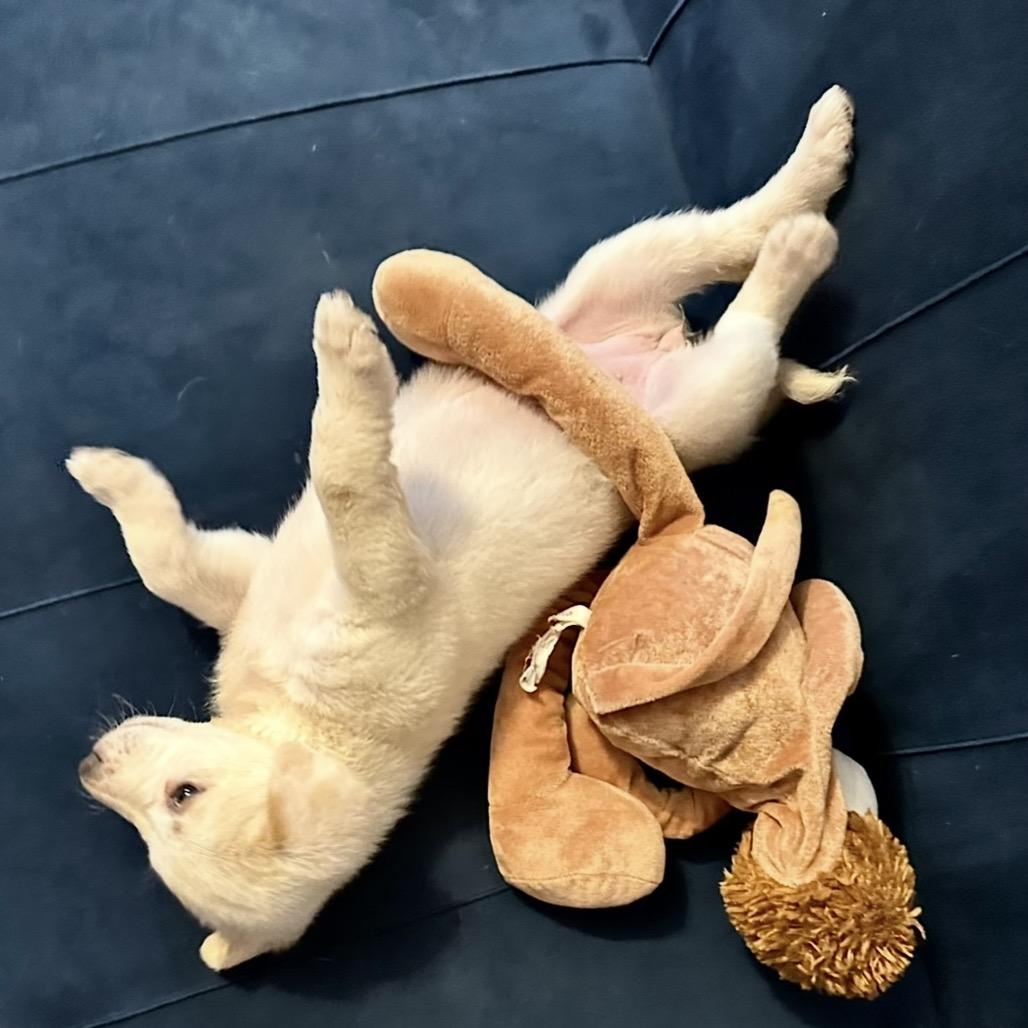 Snickerdoodle, a Adoptable mixed breed in St. Charles, MO image 2/6