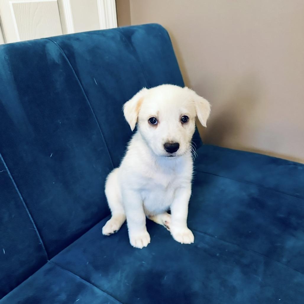 Snickerdoodle, a Adoptable mixed breed in St. Charles, MO image 2/6