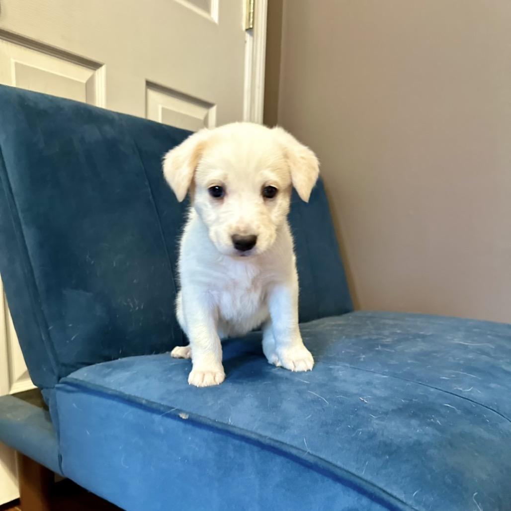 Snickerdoodle, Adoptable, Puppy Female Yellow Labrador Retriever & Mixed Breed.