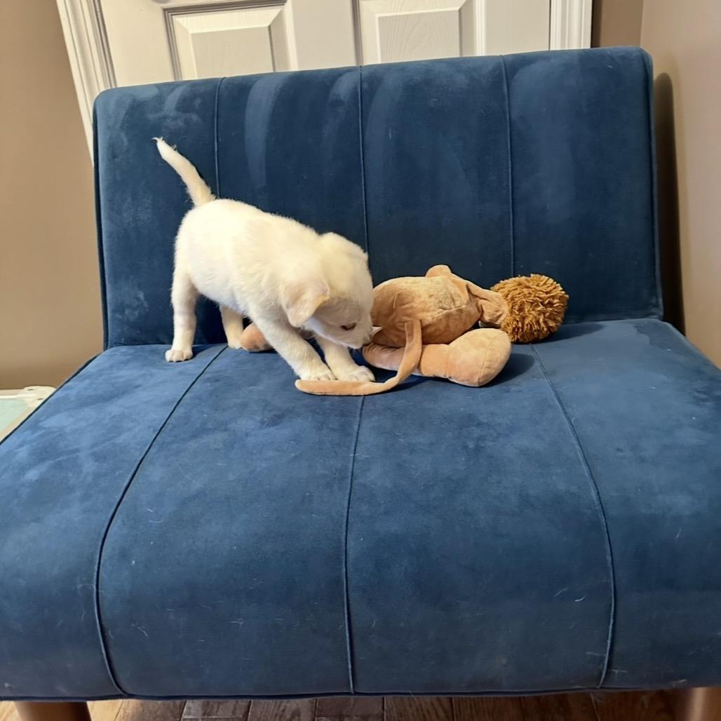 Snickerdoodle, a Adoptable mixed breed in St. Charles, MO image 4/6