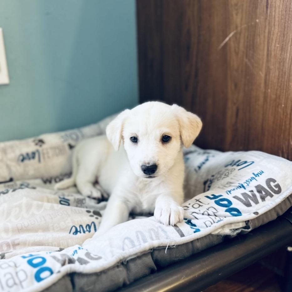 Snickerdoodle, a Adoptable mixed breed in St. Charles, MO image 5/6