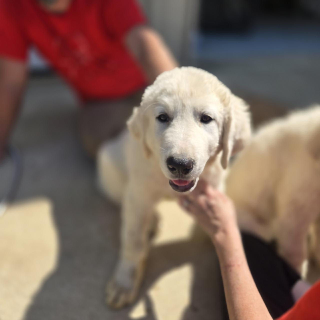 Enlarge Honey Bun, a Adoptable Great Pyrenees in Mansfield, TX image 1/1