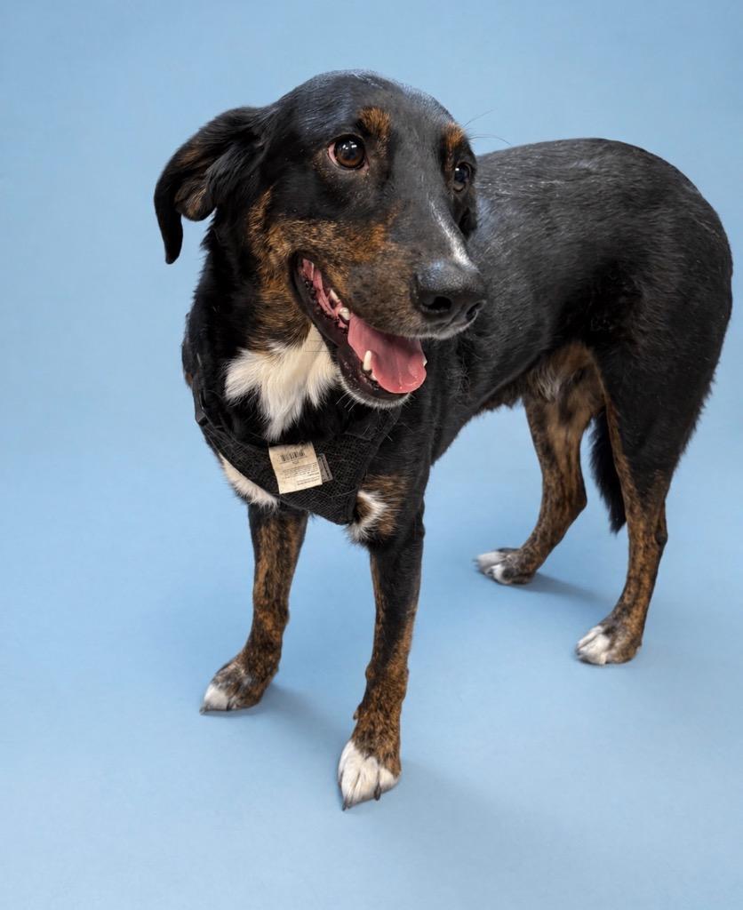 Ripley (Champ), Adoptable, Adult Male Shepherd & Mixed Breed.
