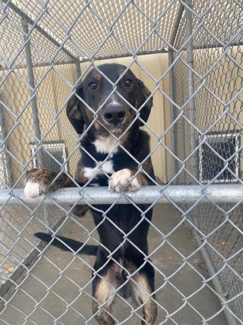 Enlarge Ripley (Champ), a Adoptable mixed breed in Rock Springs, WY image 2/4