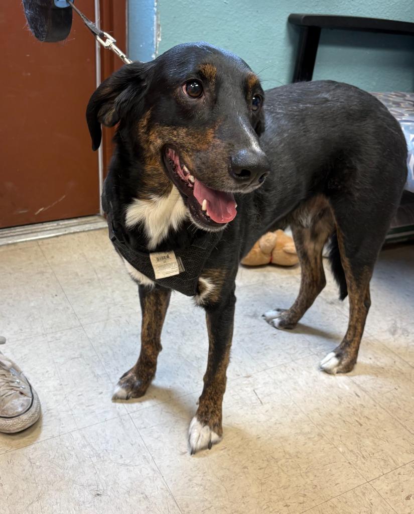 Enlarge Ripley (Champ), a Adoptable mixed breed in Rock Springs, WY image 3/4
