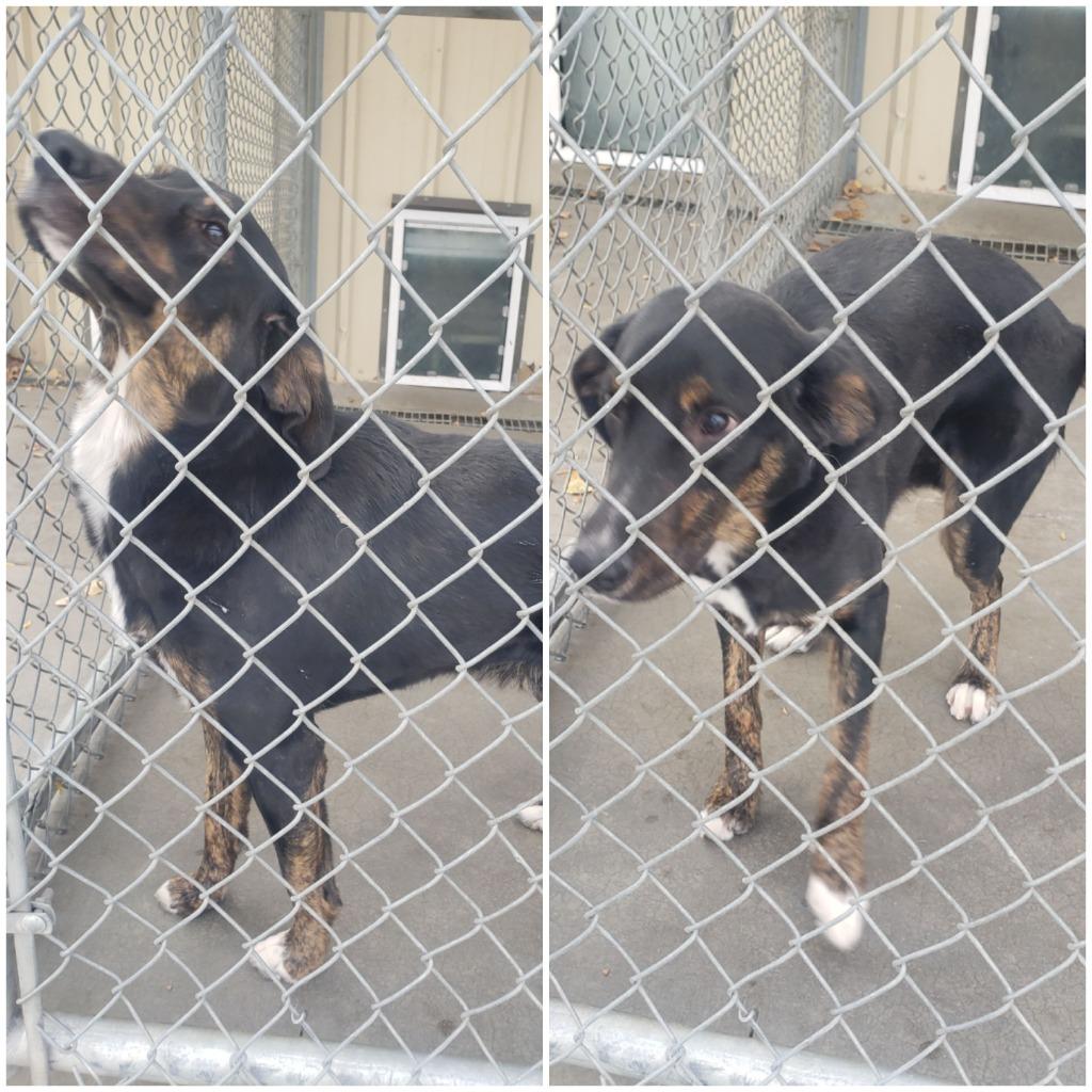 Enlarge Ripley (Champ), a Adoptable mixed breed in Rock Springs, WY image 4/4