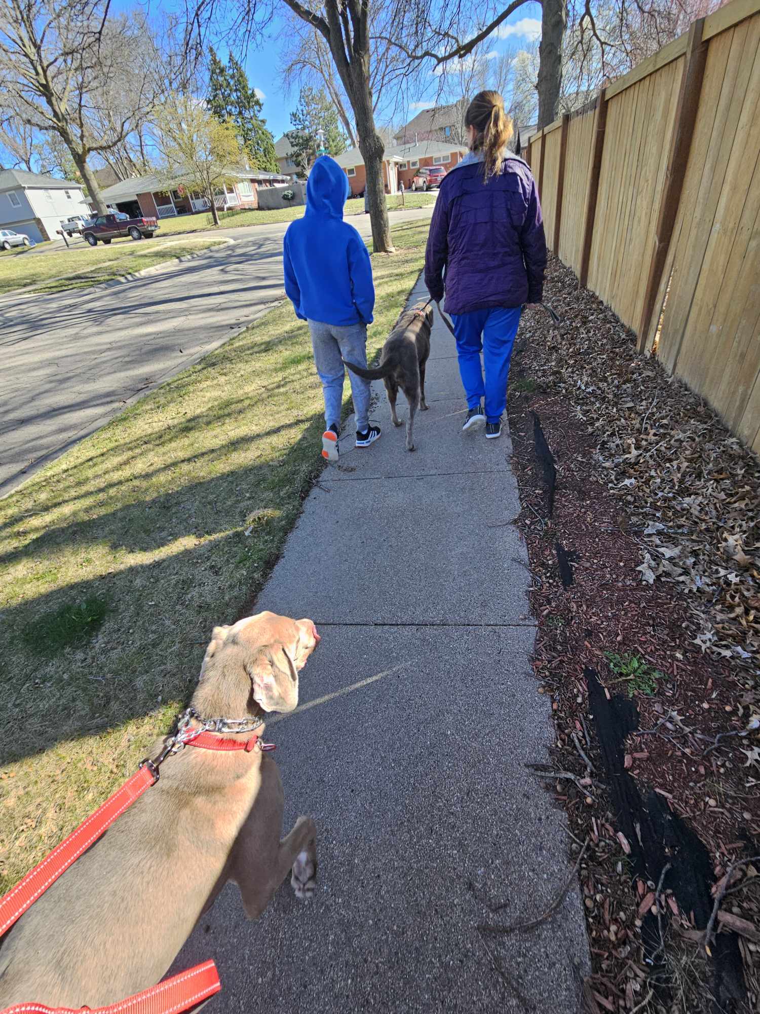 Enlarge Remington, a Adopted Weimaraner in Columbus, NE image 1/5