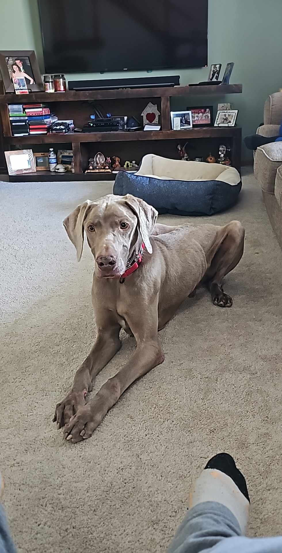Enlarge Remington, a Adopted Weimaraner in Columbus, NE image 2/5