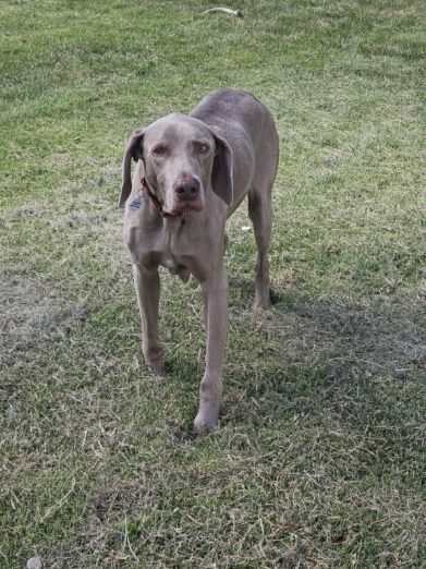 Enlarge Remington, a Adopted Weimaraner in Columbus, NE image 3/5