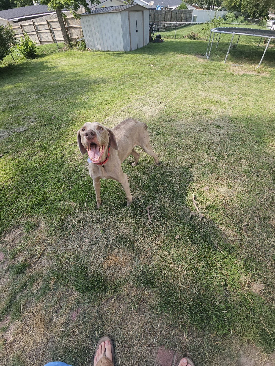 Enlarge Remington, a Adopted Weimaraner in Columbus, NE image 5/5
