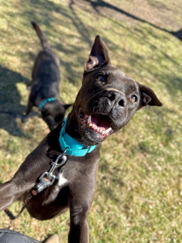 Leela Lou Lovey the Social Butterfly