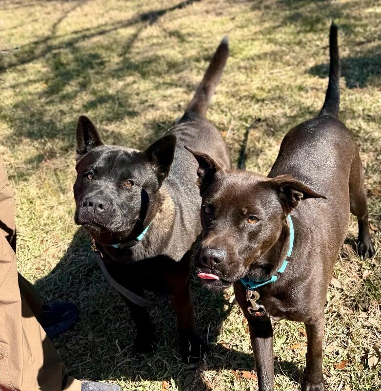 Leela Lou Lovey the Social Butterfly — thumbnail 2