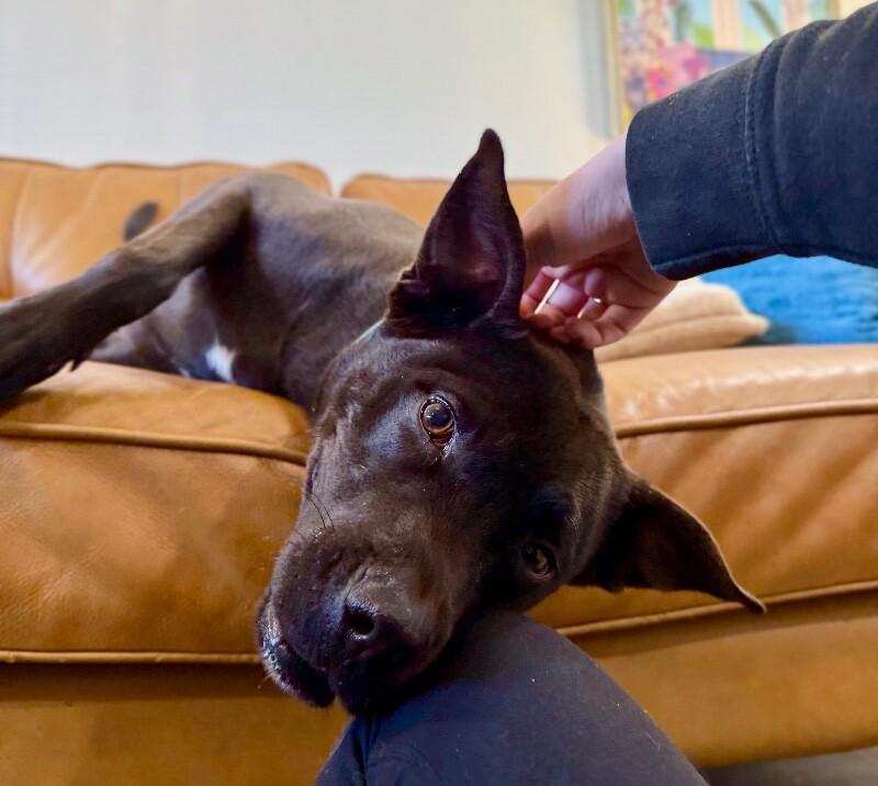 Leela Lou Lovey the Social Butterfly — thumbnail 3