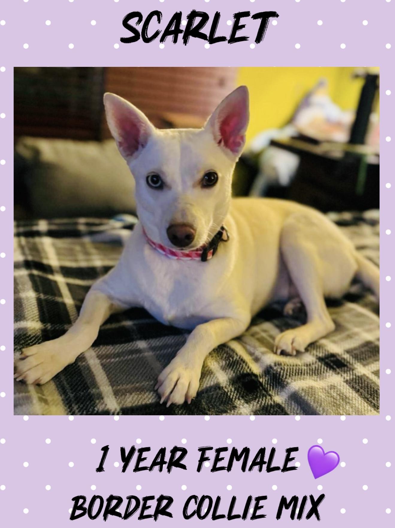 SCARLET –1 YEAR BORDER COLLIE MIX FEM @ PETCO, 5011 E. RAY ROAD, PHX 85044 ON FRI & SAT, JULY 4 & 5