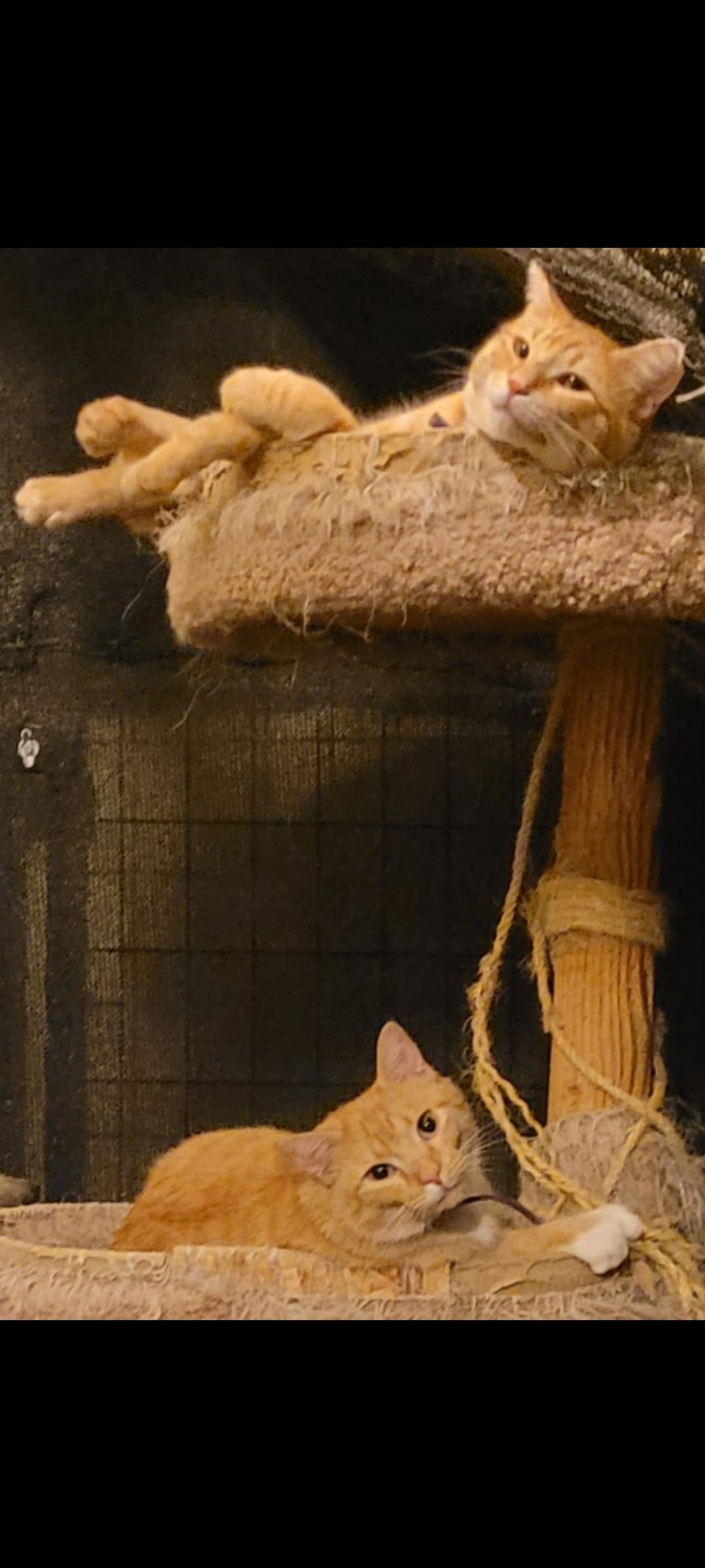 Ginger, a ADOPTABLE Domestic Short Hair in Alpine, TX image 2/2