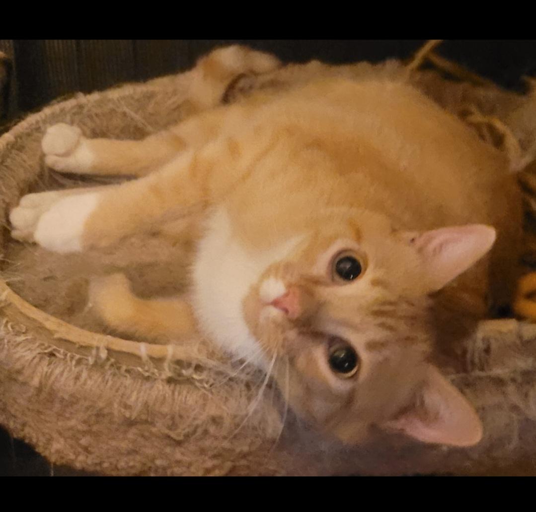 Ginger, a ADOPTABLE Domestic Short Hair in Alpine, TX image 1/2