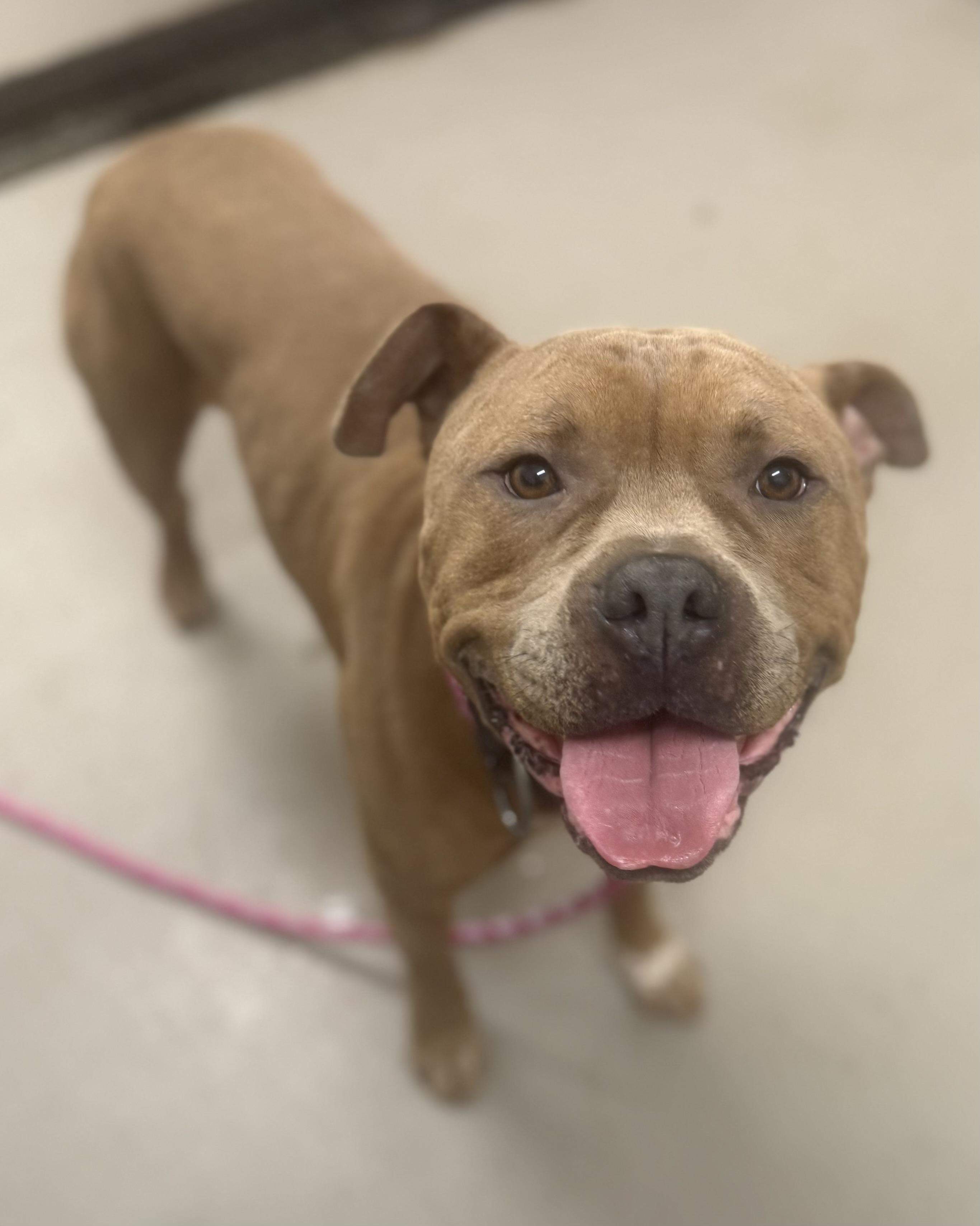 Enlarge Baylee AVAILABLE , a ADOPTABLE mixed breed in Canton, OH image 4/6