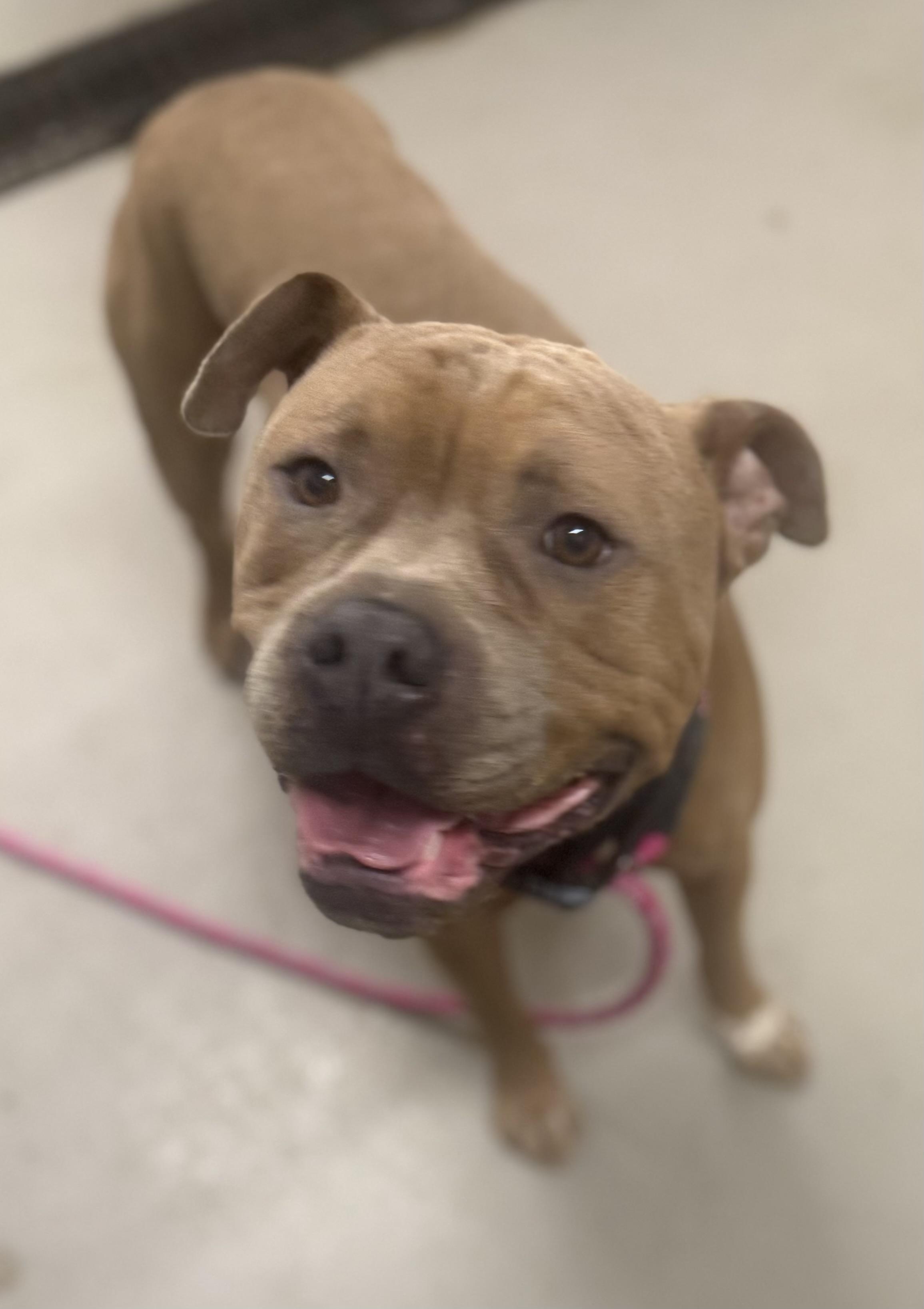 Enlarge Baylee AVAILABLE , a ADOPTABLE mixed breed in Canton, OH image 5/6