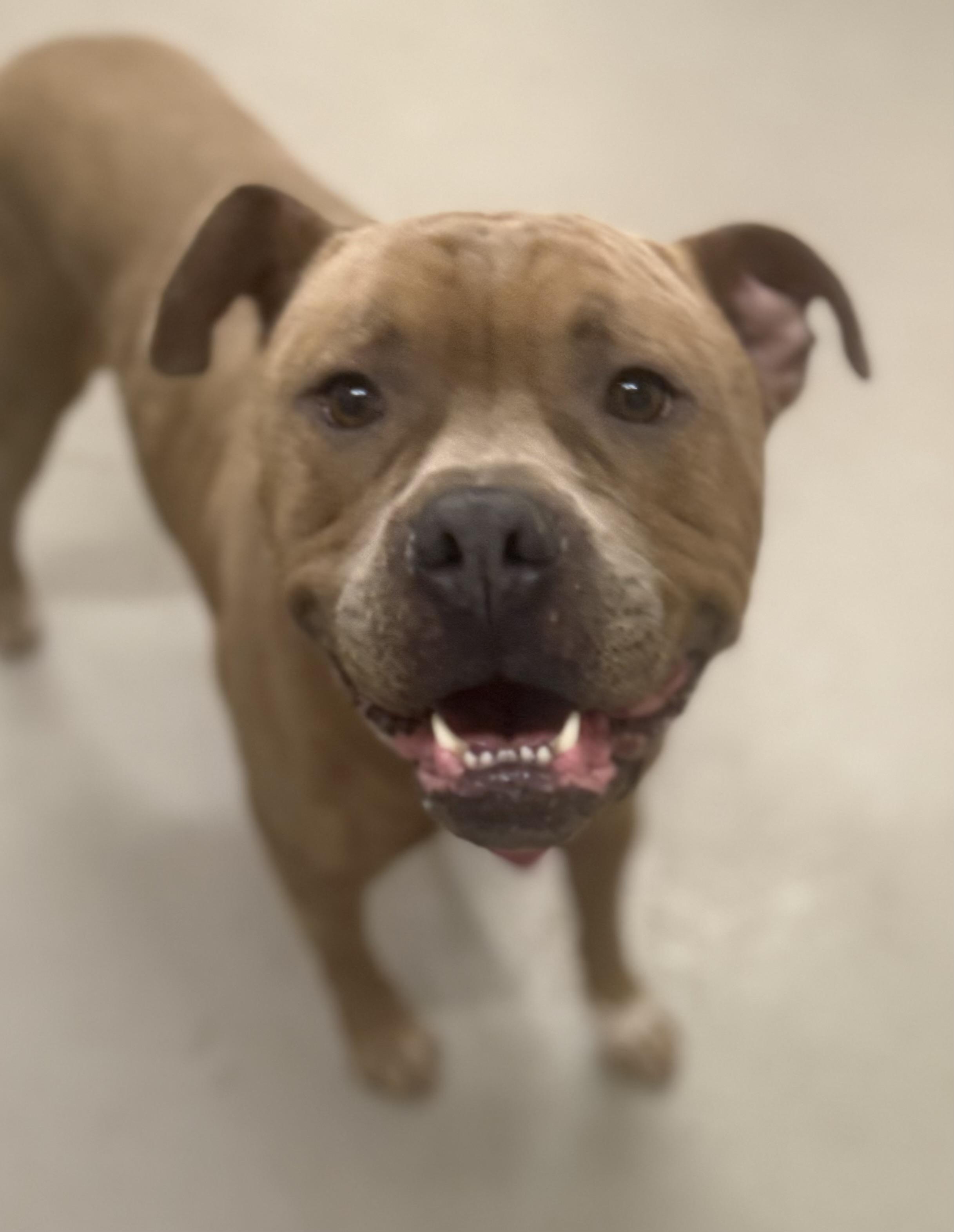 Enlarge Baylee AVAILABLE , a ADOPTABLE mixed breed in Canton, OH image 2/6