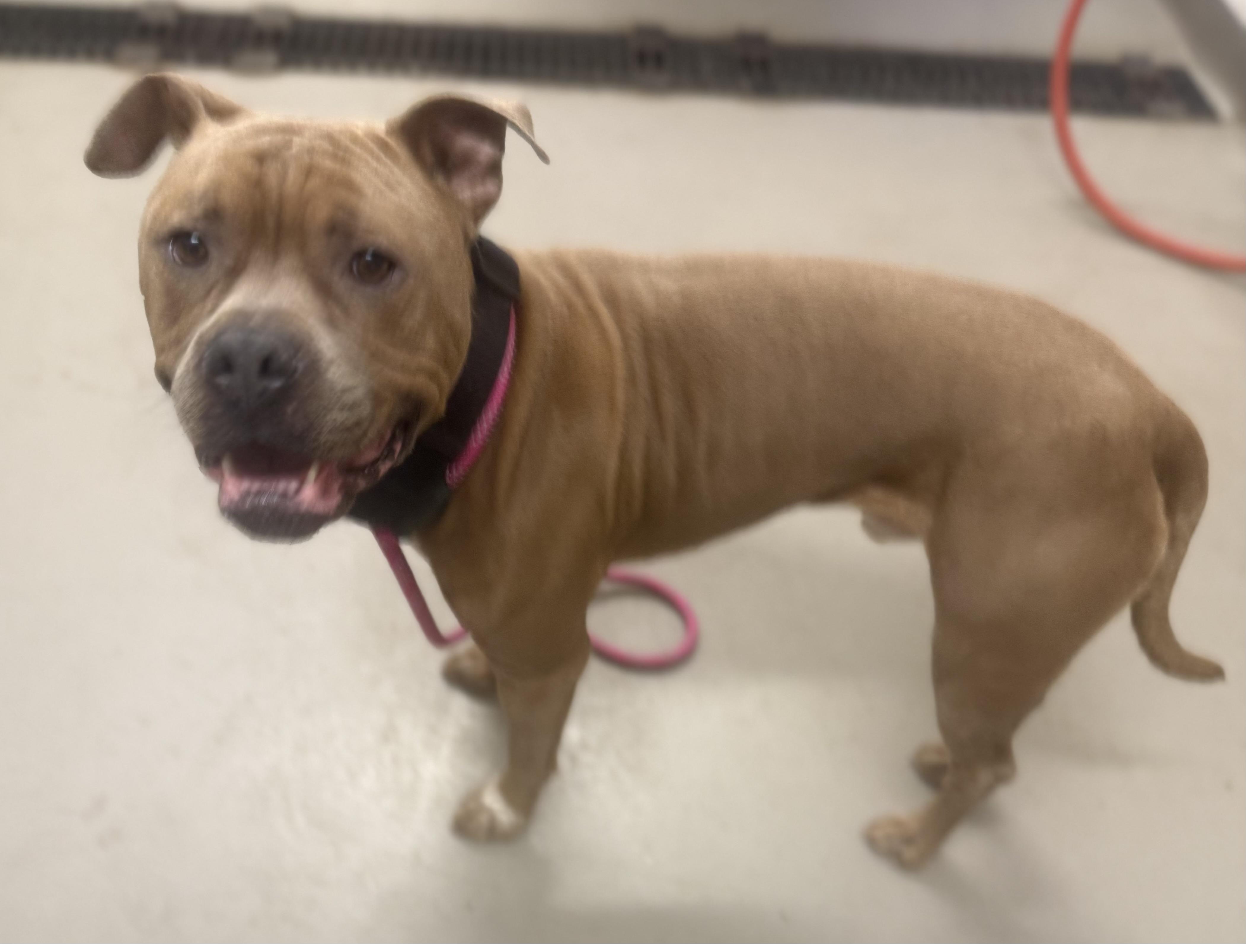 Enlarge Baylee AVAILABLE , a ADOPTABLE mixed breed in Canton, OH image 3/6