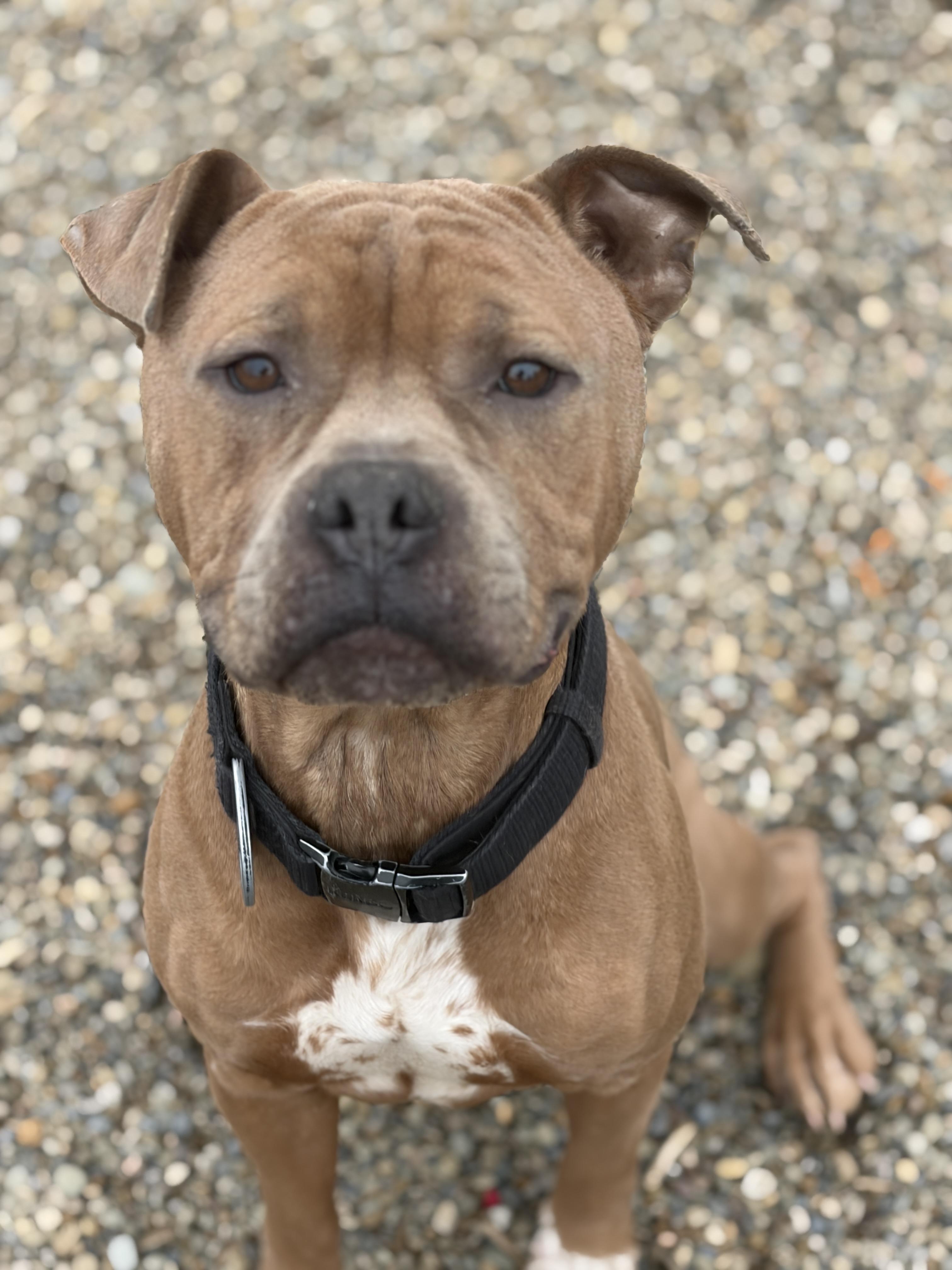 Enlarge Baylee AVAILABLE , a ADOPTABLE mixed breed in Canton, OH image 1/6