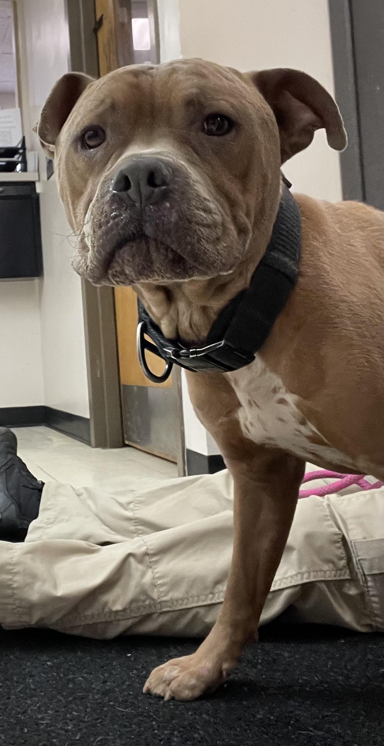 Enlarge Baylee AVAILABLE , a ADOPTABLE mixed breed in Canton, OH image 6/6