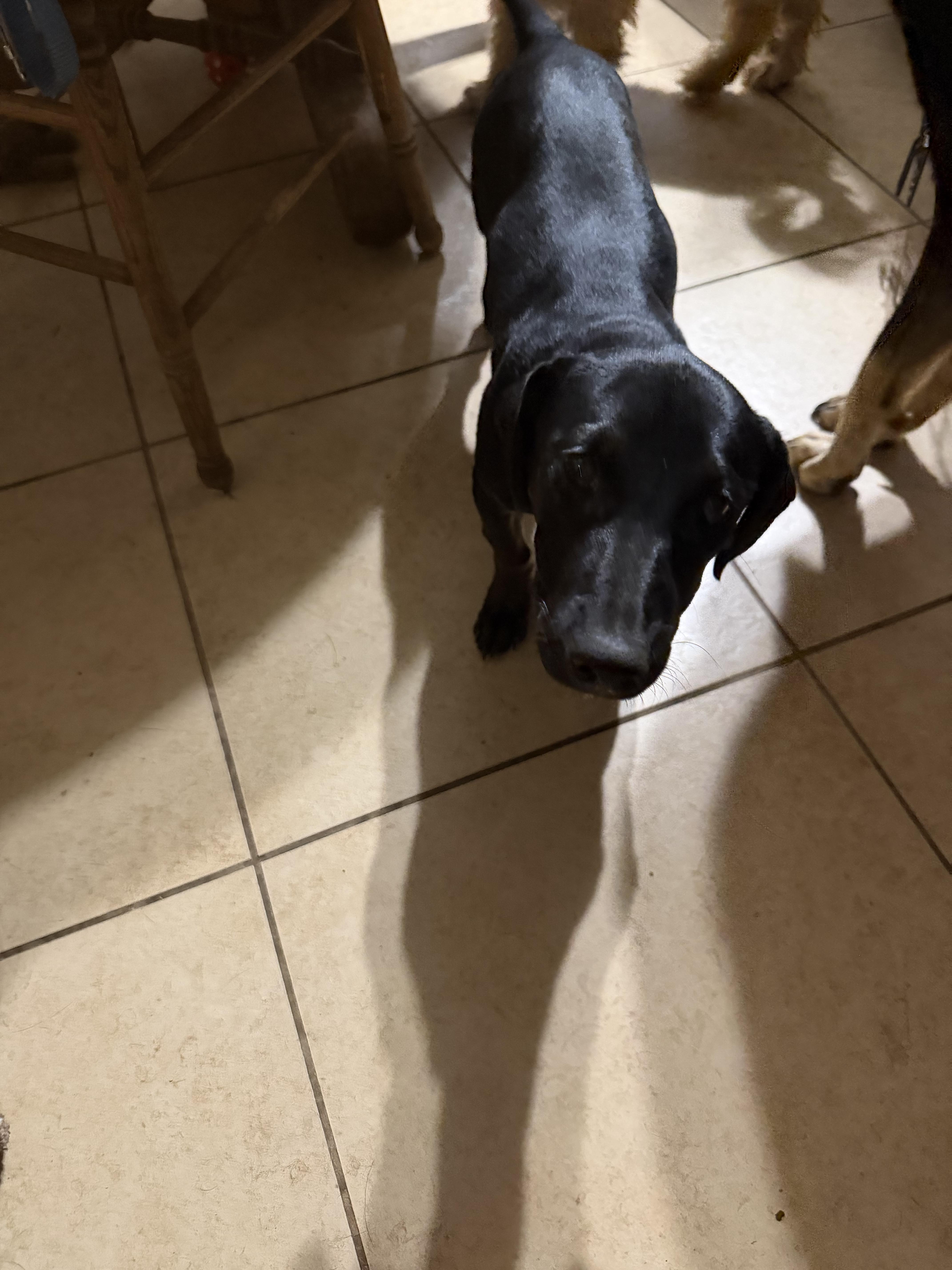 Enlarge Daizy, an adopted mixed breed in Phoenix, AZ image 2/2