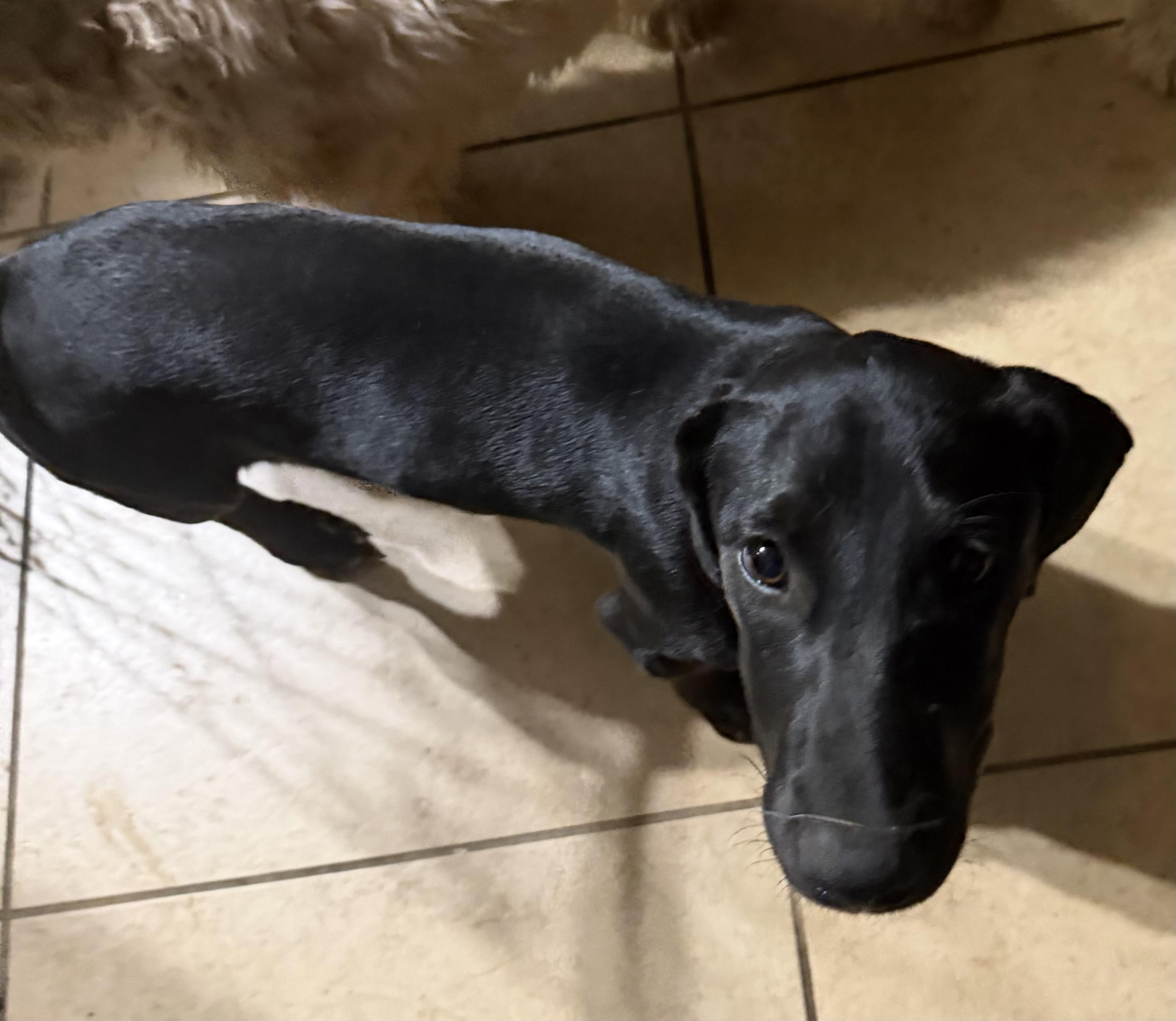 Daizy, adopted, Puppy Female Dachshund & Mixed Breed.