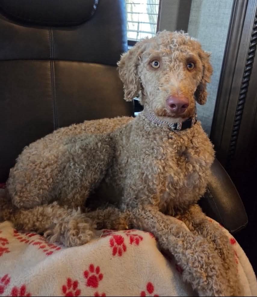 Lilly, adopted, Young Female Goldendoodle.