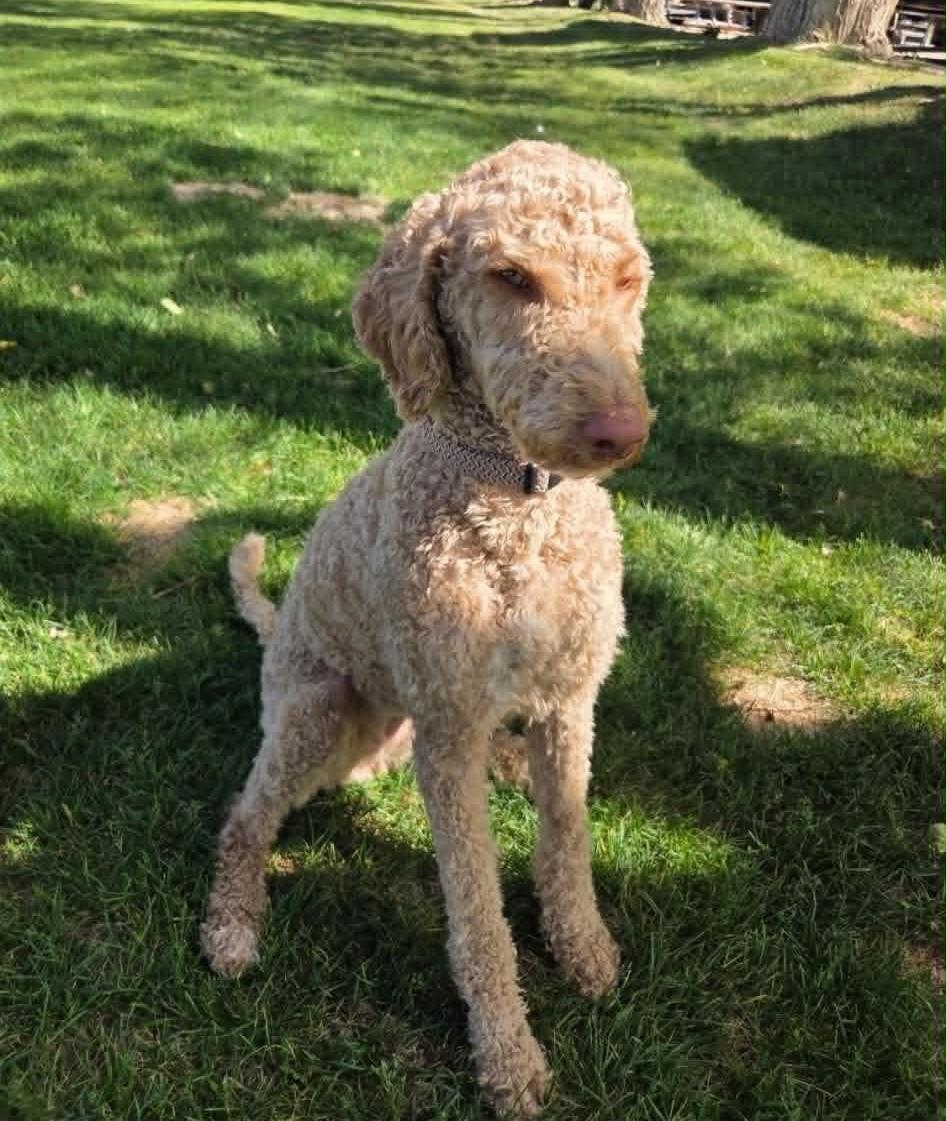 Enlarge Lilly, an adopted Goldendoodle in Las Vegas, NV image 2/2