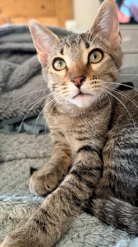 Enlarge Earl Grey - Tea Time Litter, a Adoptable Tabby in Anthem, AZ image 1/2