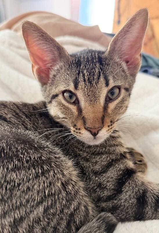 Enlarge Earl Grey - Tea Time Litter, a Adoptable Tabby in Anthem, AZ image 2/2
