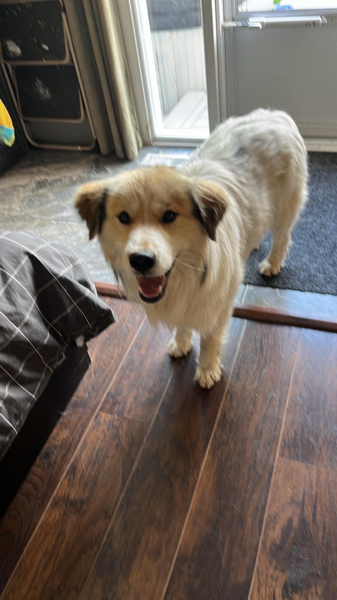 Markey, an adopted mixed breed in Winnipeg, MB image 3/5